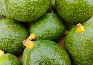 avocado frutto esotico mag 2024 liberogatti